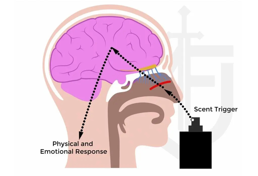How scent triggers sexual attraction (and why your brain can't ignore it)